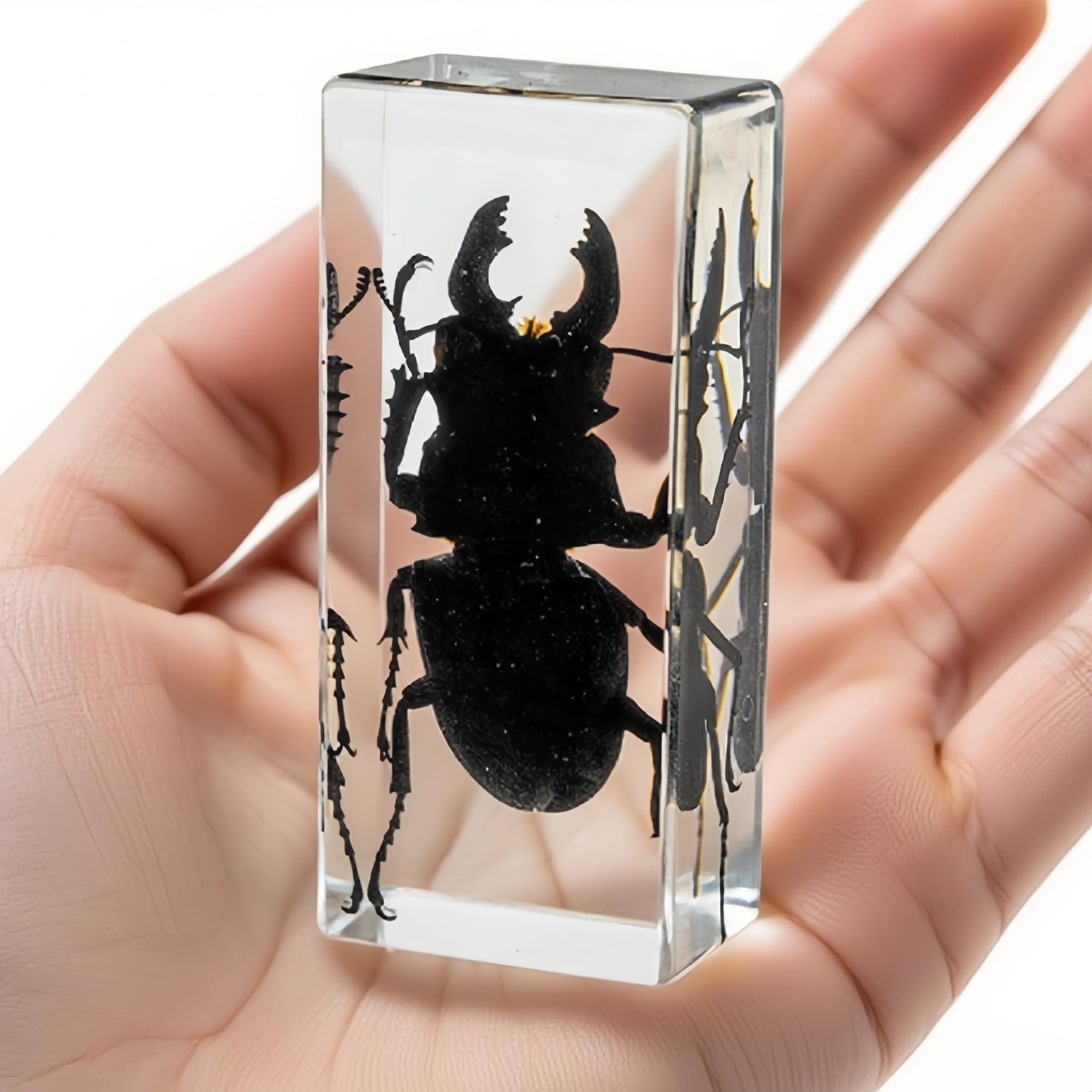 Véritable Lucane cerf-volant en résine transparente – Spécimen d'insecte préservé pour exposition, collection pédagogique ou décoration de presse-papiers