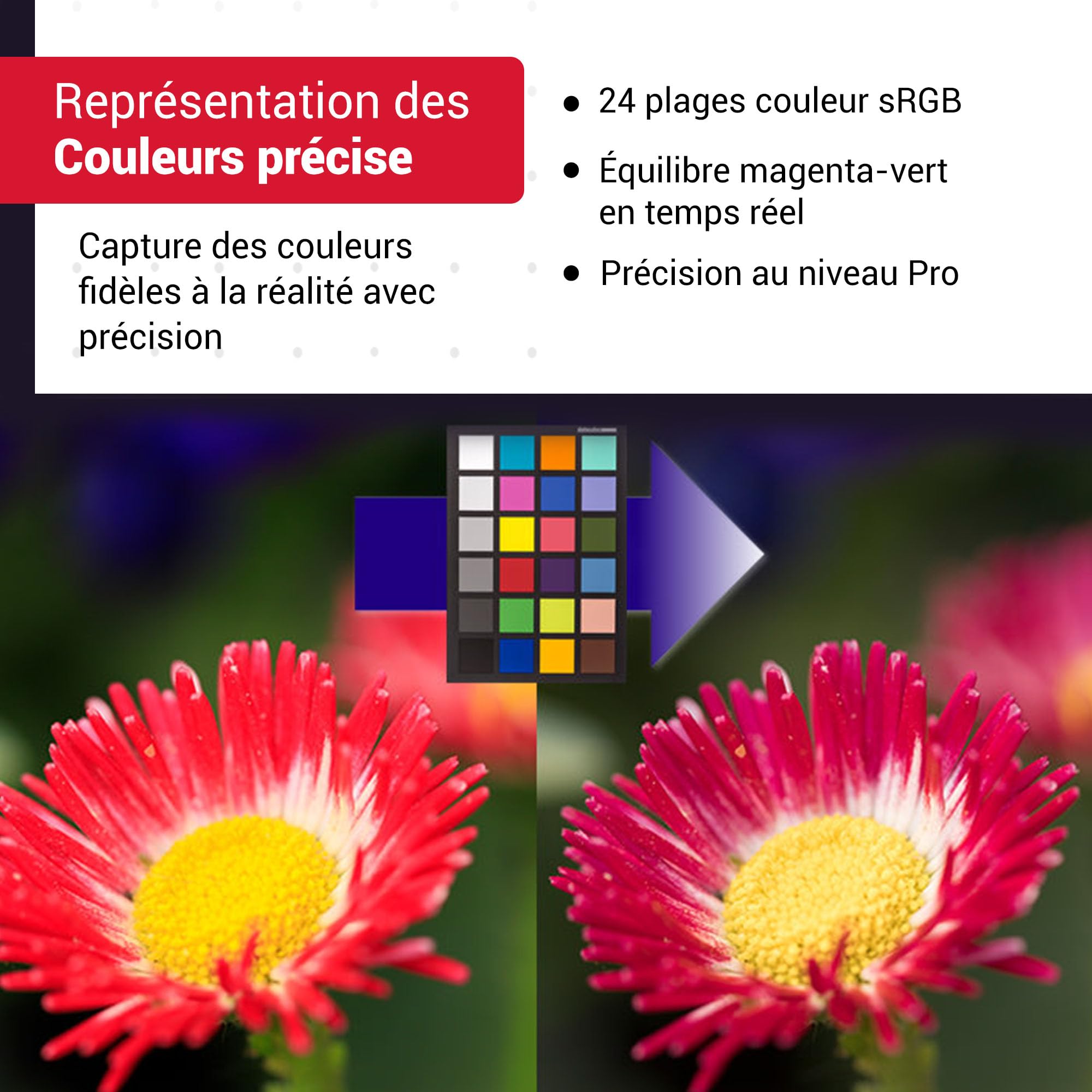 Datacolor SpyderCheckr24 - Carte couleur pour le calibrage des caméras avec 24 patchs couleur, Noir