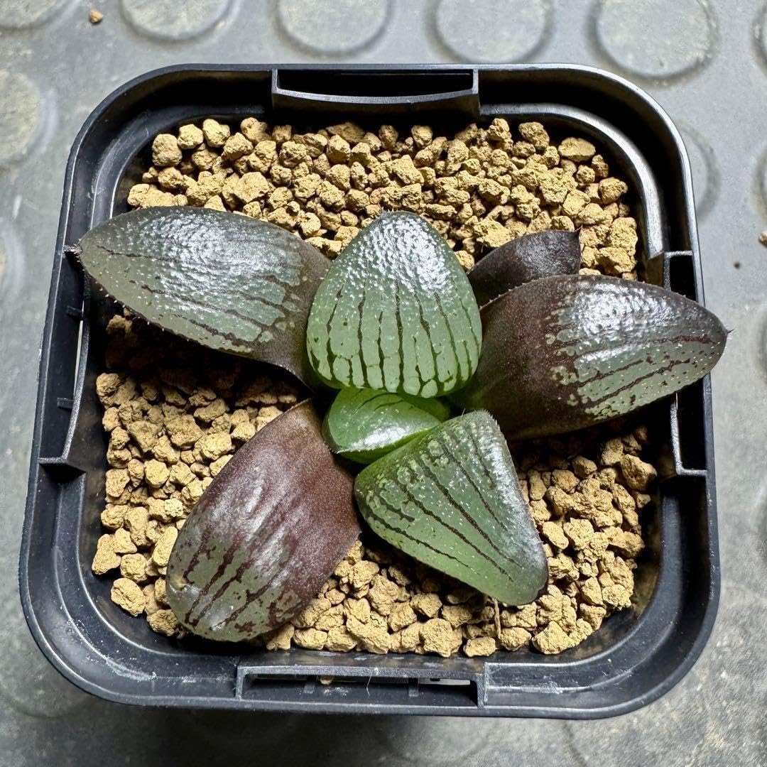 紅竜&times;魔性黒縞 ハオルチア