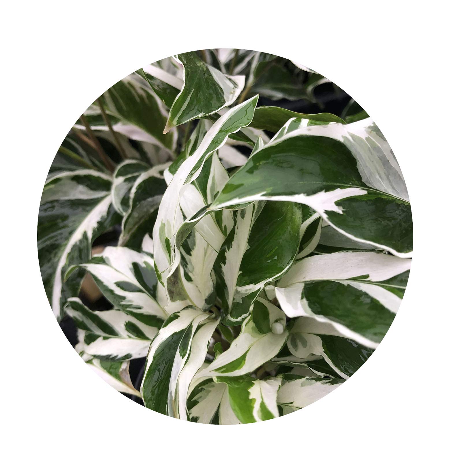 Amazon.com : Fusion Prayer Plant - Calathea Hybrid - Variegated Green White  Purple Leaf - Emerald Goddess Gardens - Starter Sz 4 Inch Pot : Patio, Lawn  & Garden