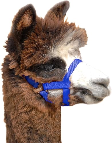 Weaver Leather Halter de alpaca de nailon azul, bebé Negro -,Azul de Weaver Leather Descripción