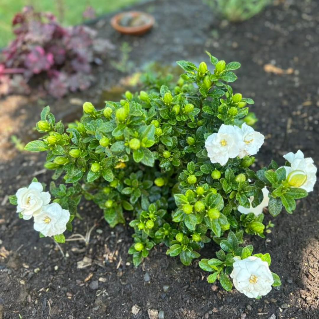 Amazon.com : Frostproof Gardenia Jasmine Plant | Size 4 to 5 Inch