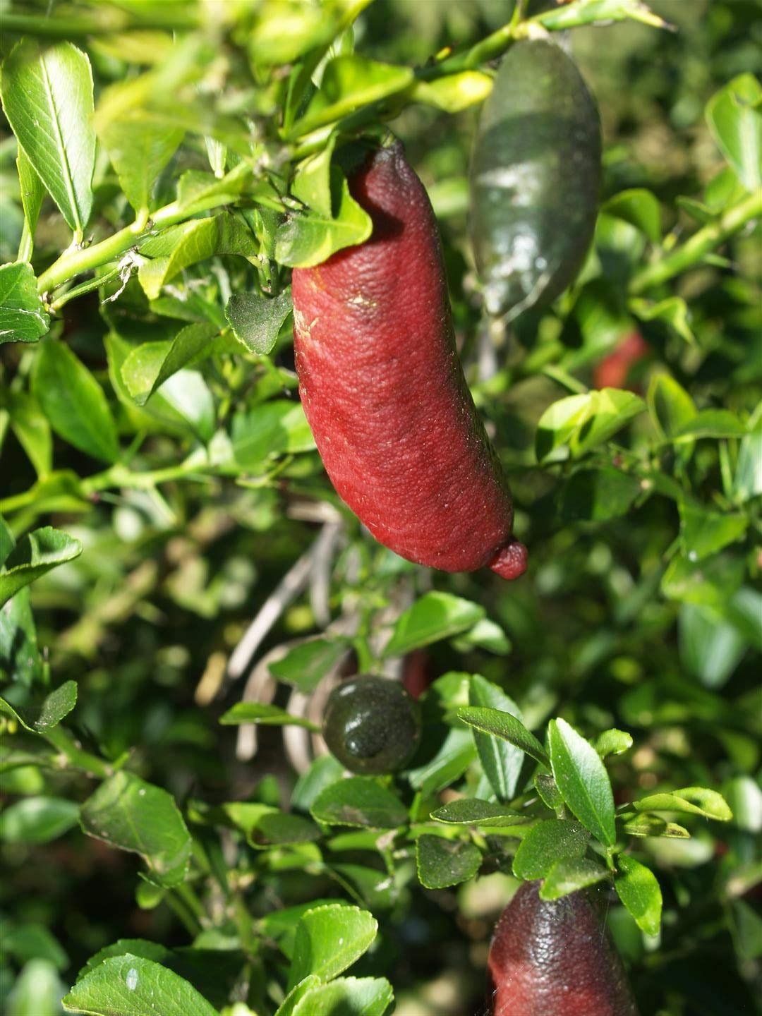 Athidhi Garden Australian Finger Lime Citrus australasica Grafted Fruit
