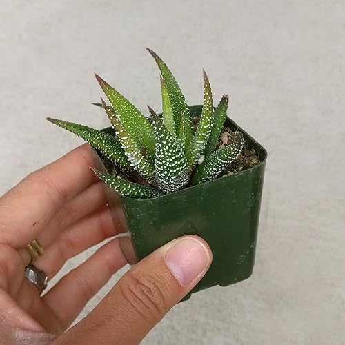Miniatura 5 de Haworthia 'Zebra Plant' - Suculenta puntiaguda de aloe a rayas blancas (2 pulgadas)