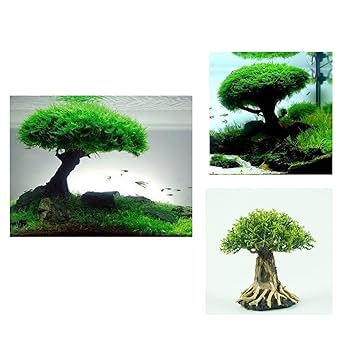 盆栽流木　流木　アクアリウム。ミニ盆栽 Amazon | ミニ盆栽流木 サイズ(幅13cm 高15cm) 小型の卓上水槽に