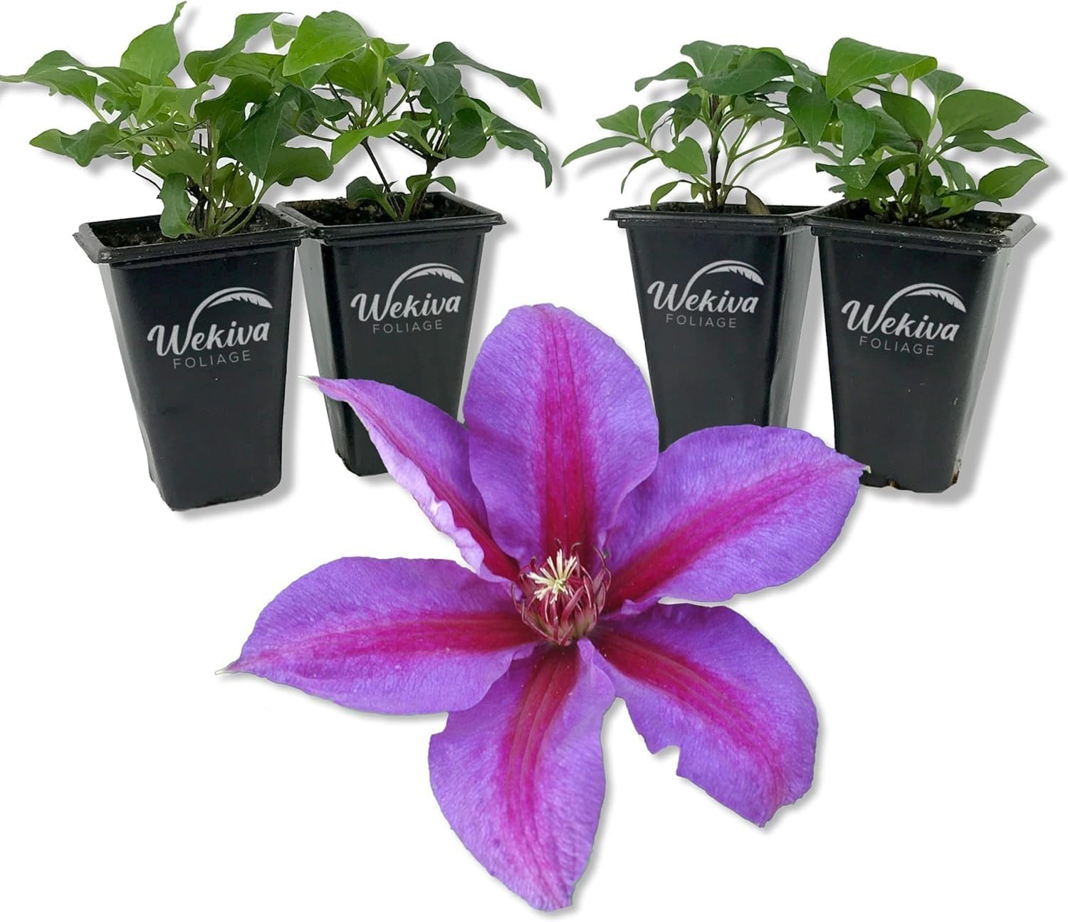 Clematis Mrs N Thompson - 2 Live Starter Plants - Colorful Beautiful Striped Lavender Flowering Vine