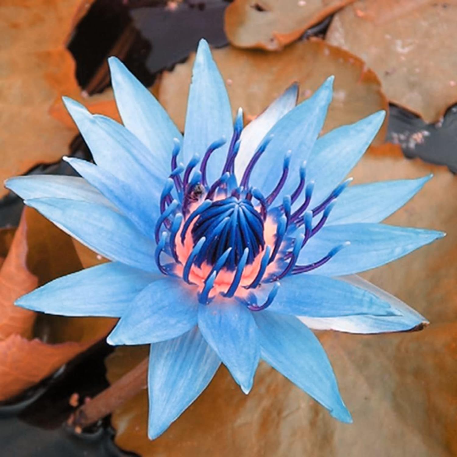 Water Lily Seeds Gifts Planting Simple to Grow Pots