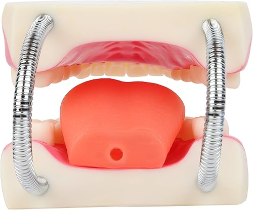 Miniatura 5 de Axis Scientific Modelo de cepillado de dientes, 3 veces ampliado con cepillo gigante, modelo de dientes de cuidado bucal, muelas del juicio, kit de