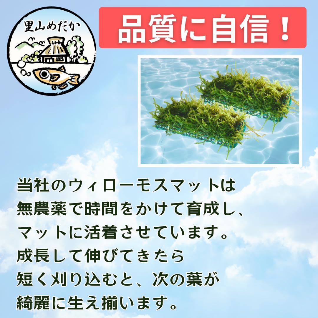 Amazon.co.jp: 里山めだか 国産 無農薬 ウィローモス マット 1枚 水草