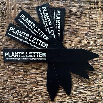 Amazon｜【プランツレター】 アガベ チタノタ スナグルトゥース