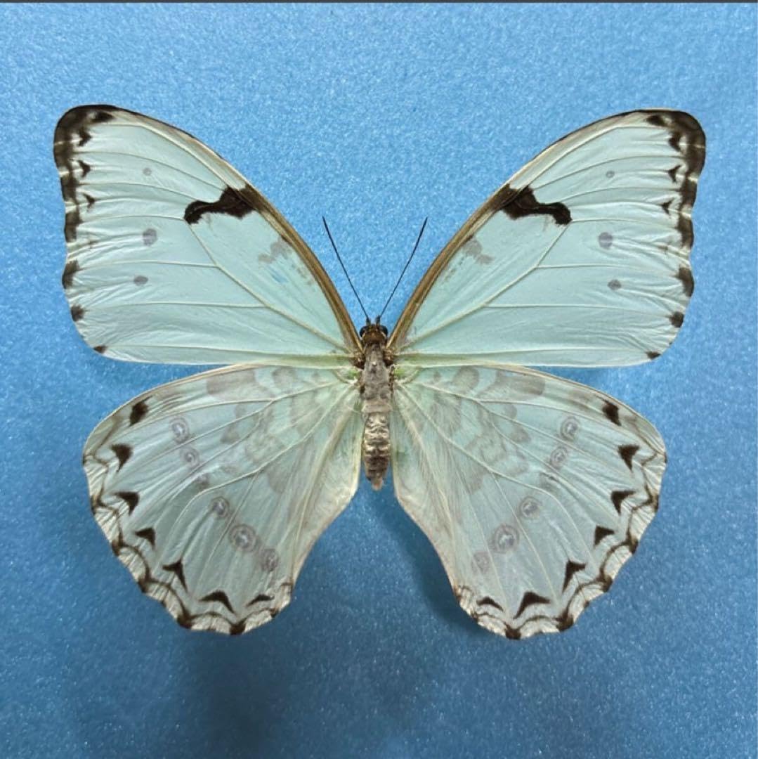 アグリアスベアティフィカラカウメイ ペリクレスミイロタテハ 蝶標本