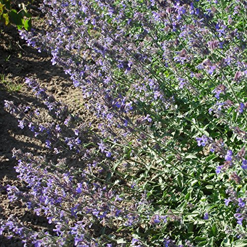 Blumixx Stauden Nepeta x faassenii 'Walkers Low' - Katzenminze, im 0,5 Liter Topf, violettblau blühend – Bild 3