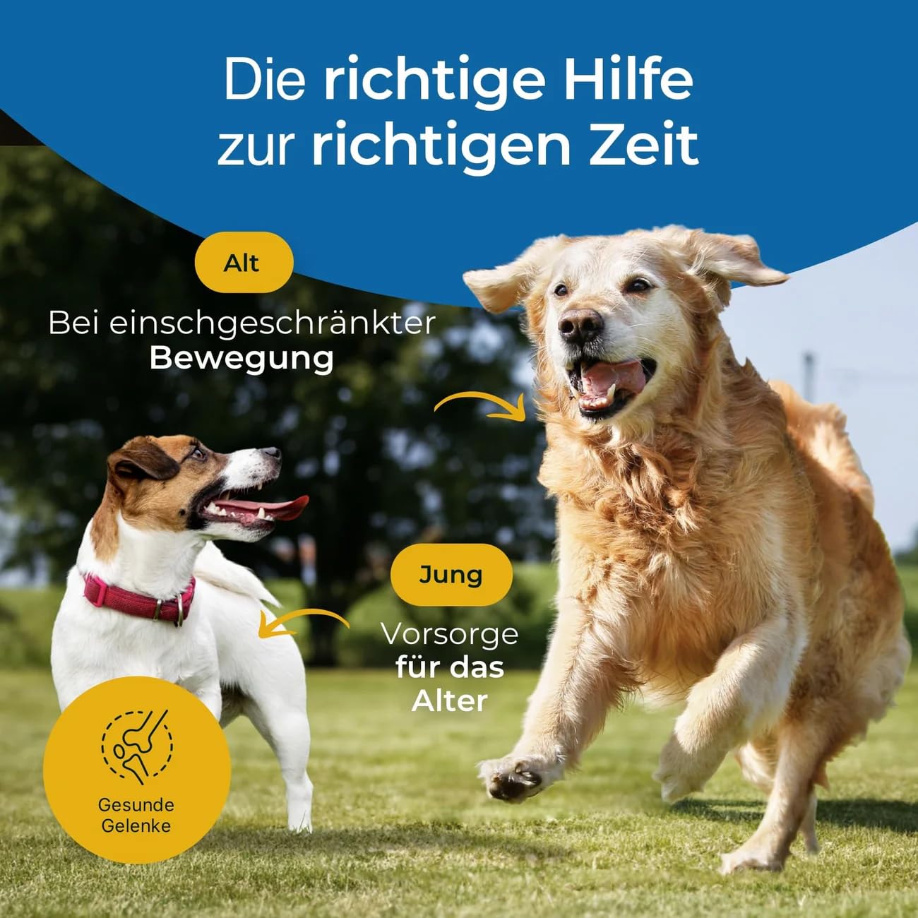 Gelenke 300g - Zusatzfutter - Pellets für Hunde zur Unterstützung der Gelenke mit wertvollen Gelenkbausteinen - Mit Grünlippmuschel, Glucosamin & MSM