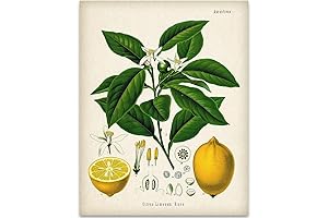 Farmhouse Lemon Decor: 11x14 Lemon Citrus Print