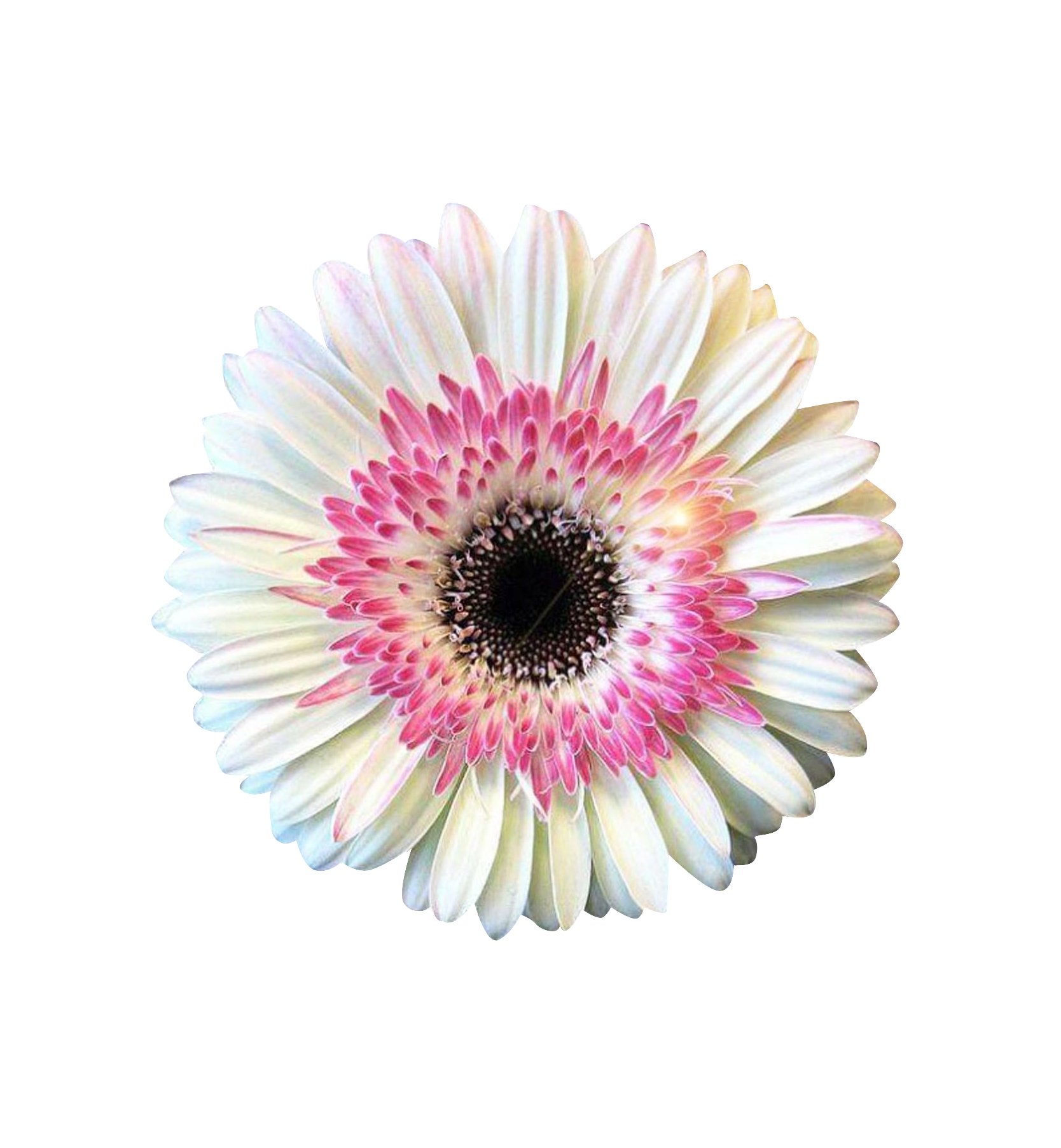 Nema Miracle Daisy Chrysanthemum Seeds - White and Pink - 100 Pcs-image-5