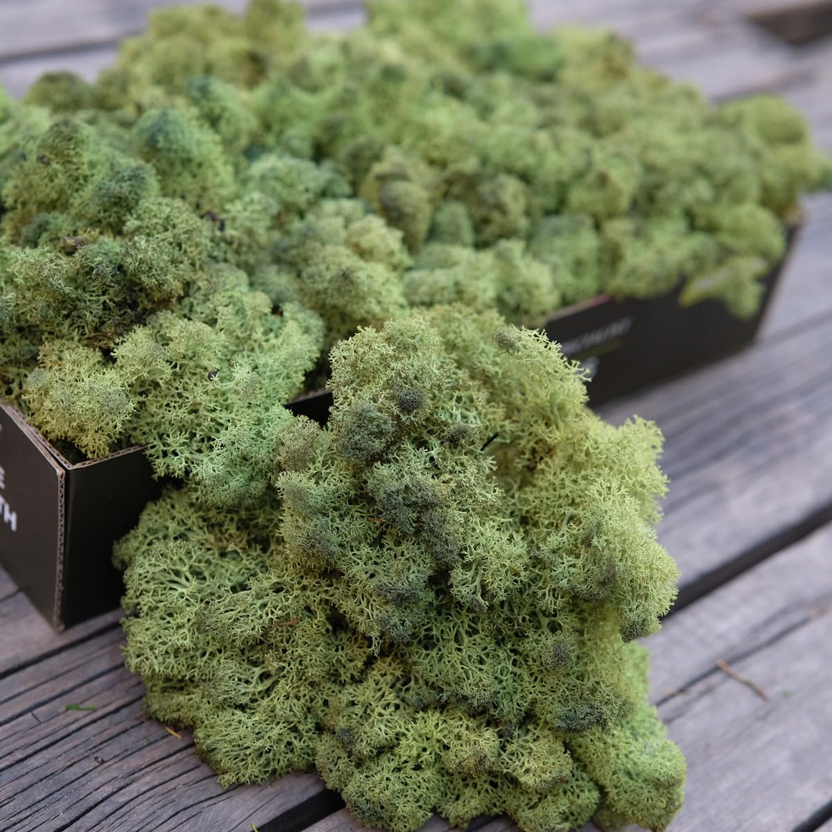 prefleur Preserved Reindeer Craft Moss Natural Green DIY Kit Gardenning Art Wall Florist Easter Table Decor Wedding Decor(0.85lb)(Green-09) — image 1