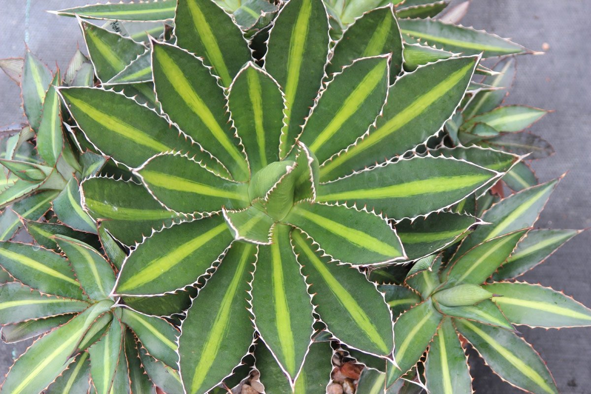 Agave Species Mix 25+ Seeds : Amazon.ca: Patio, Lawn & Garden