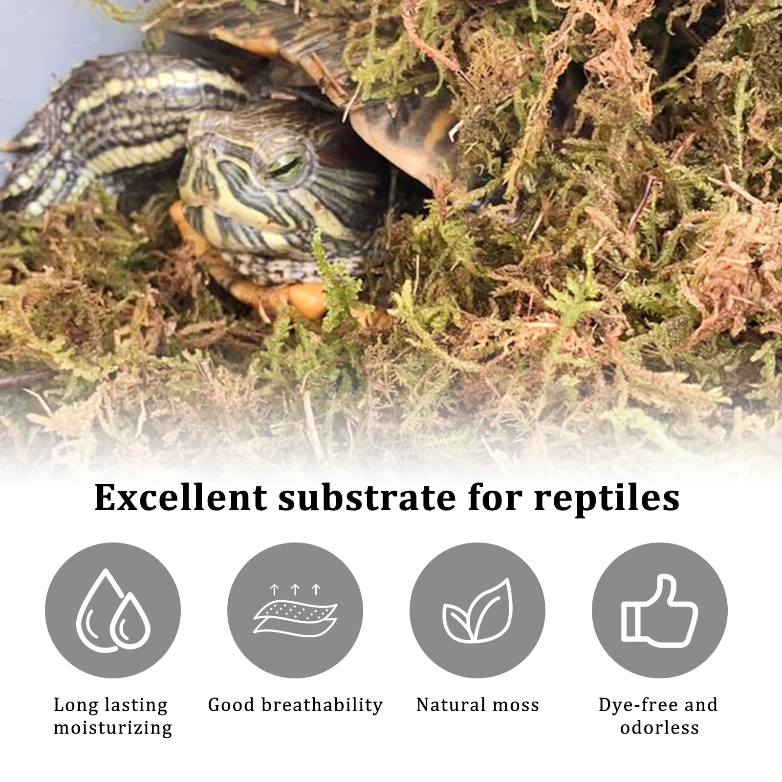 CONNECTION 190g Naturale Sfagno Muschio Secco Muschio di Sfagno per Piante Natural Fotrest Moss Sfagno Vivo per Idrocolture Bonsai Orchidee Giardino Decorazione Terrario Rettili