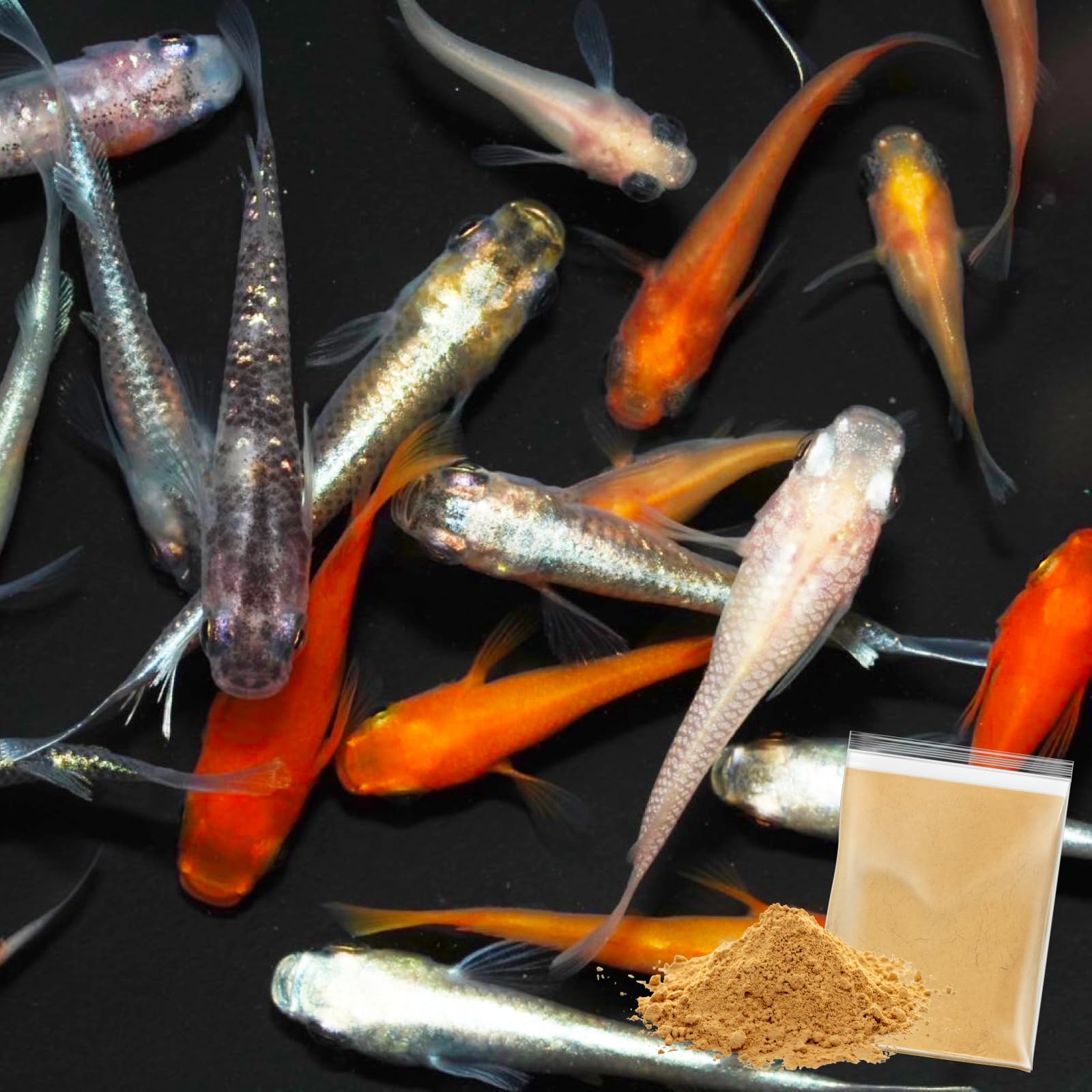 メダカ 生体 ミックスメダカ 【日の丸めだか】 成魚 10匹セット めだか エサ…