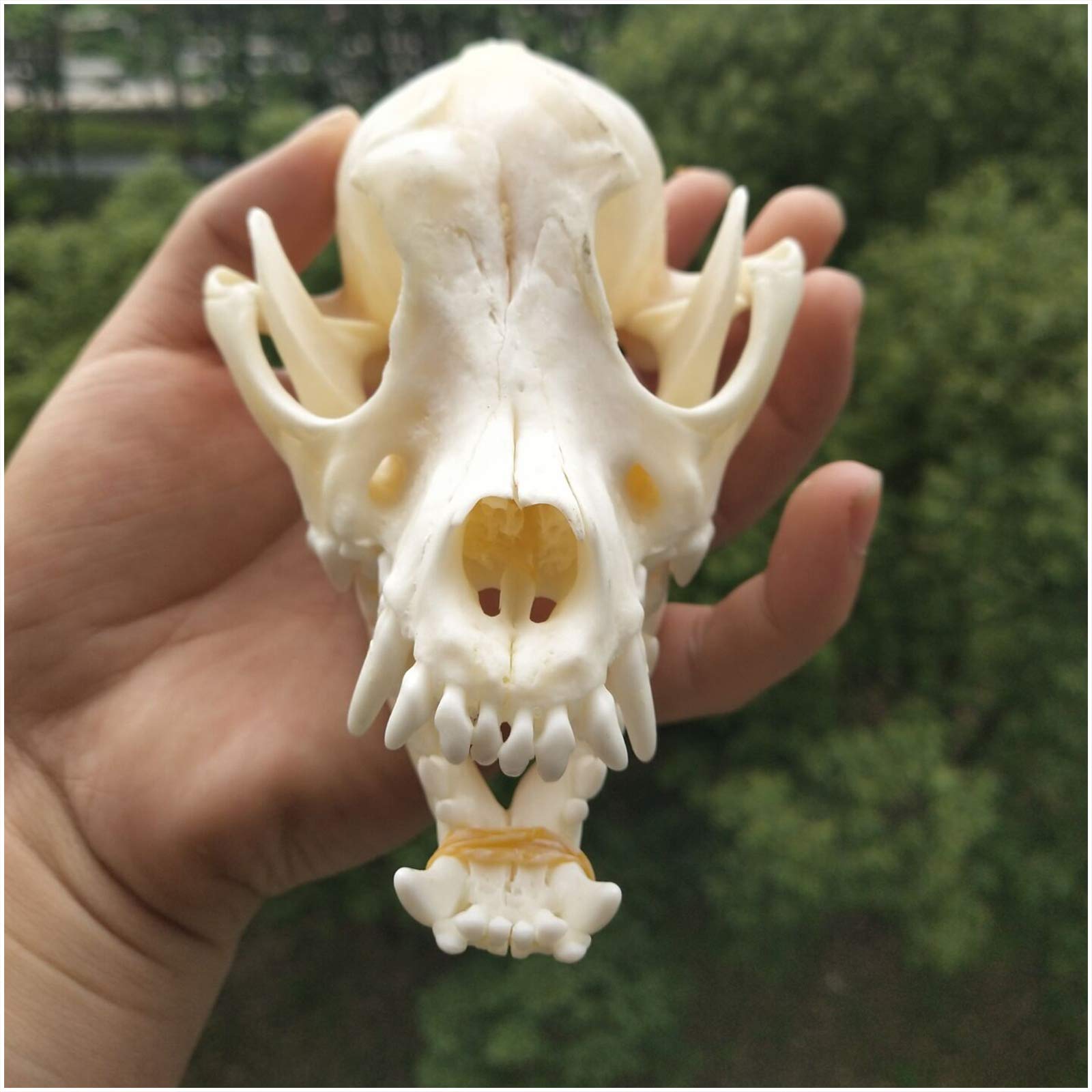 Amazon.co.jp: 本物の犬の頭蓋骨標本 - 動物の頭蓋骨モデル - 犬の
