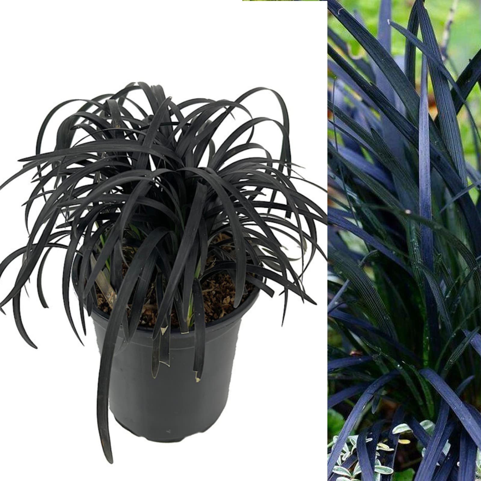 Ophiopogon Planiscapus Nigrescens - Black Dragon Grass - Black Lilyturf Ready to Plant in 13cm Pot (2)