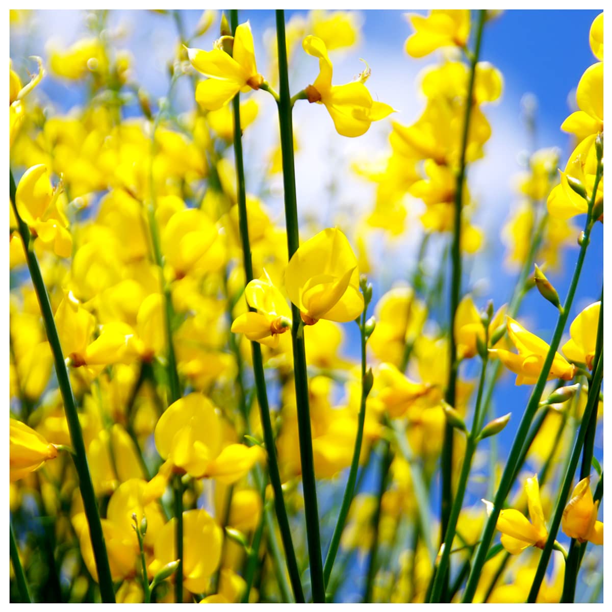 Cytisus Praecox 'Allgold' / Yellow Broom Plant in 2L Pot, Spectacular Flowers 3fatpigs®