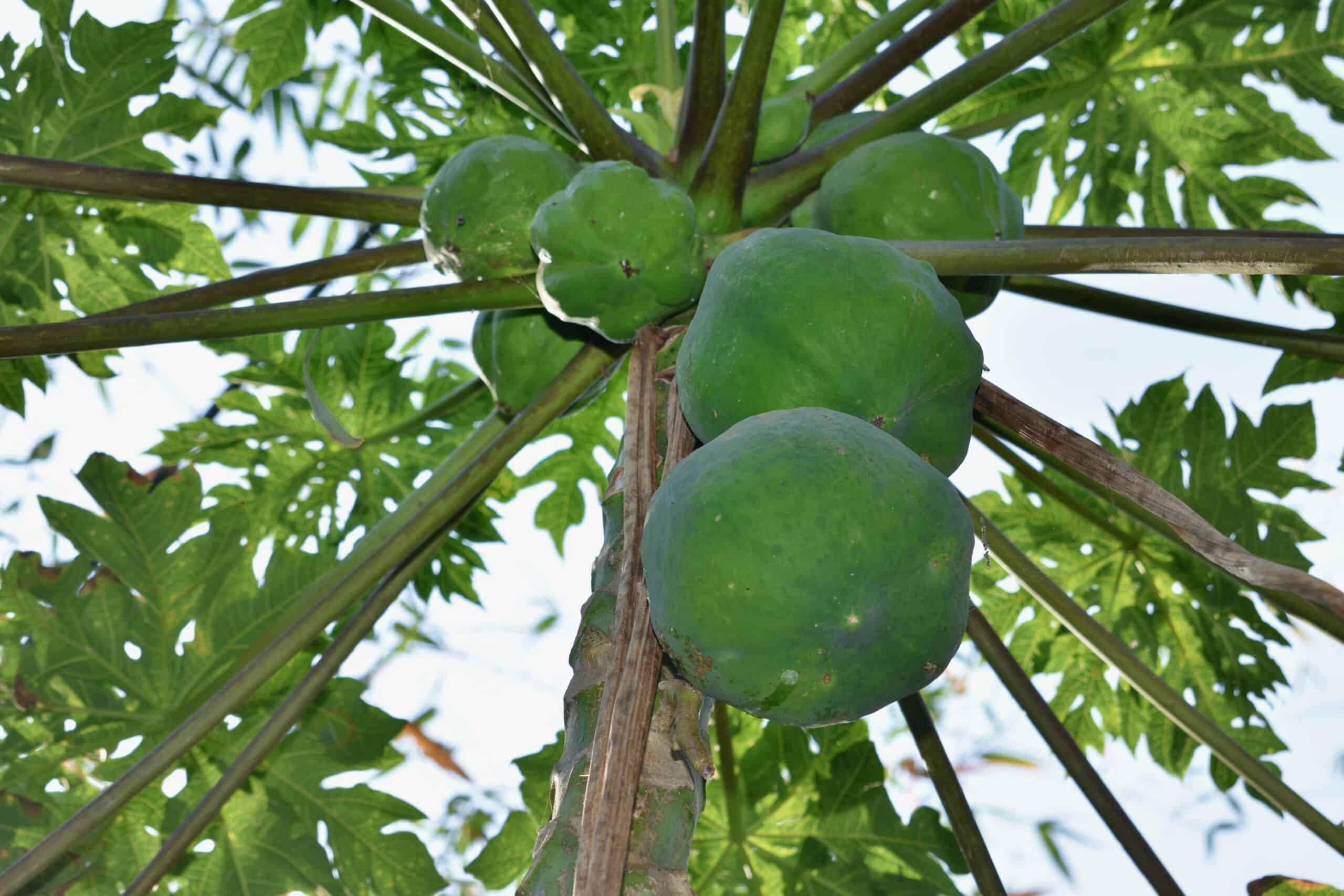 Tropical Papaya Carica Papaya Live Plant – Fast Yielding Tree | Backyard Garden | Daily Harvest | Great for Family Use