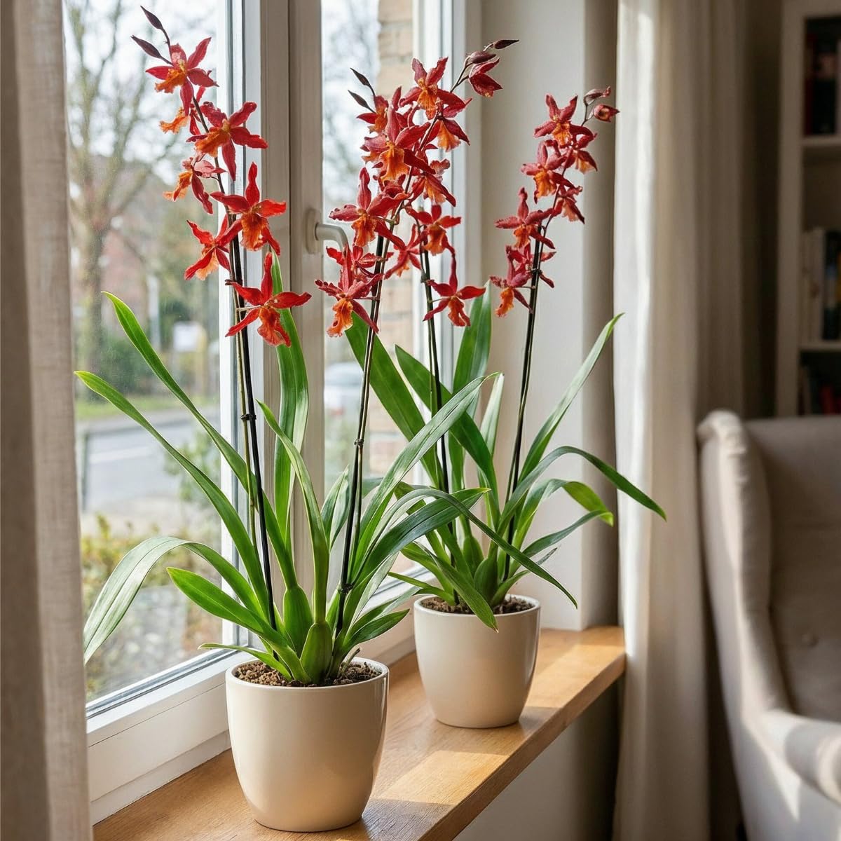 Orchideen Echte Pflanzen Jumping Jack - 2 große Zimmerpflanzen aus Holland - 30-40 cm hoch - mit Blüten und duftend (Nicht künstlich, ohne Dünger und Topf, kein Samen, nicht winterhart)