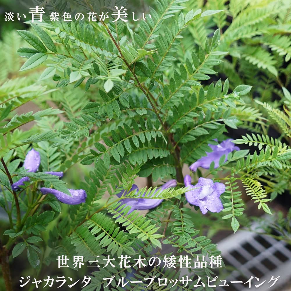 Amazon.co.jp: 矮性ジャカランダ 【ブルーブロッサムビュー