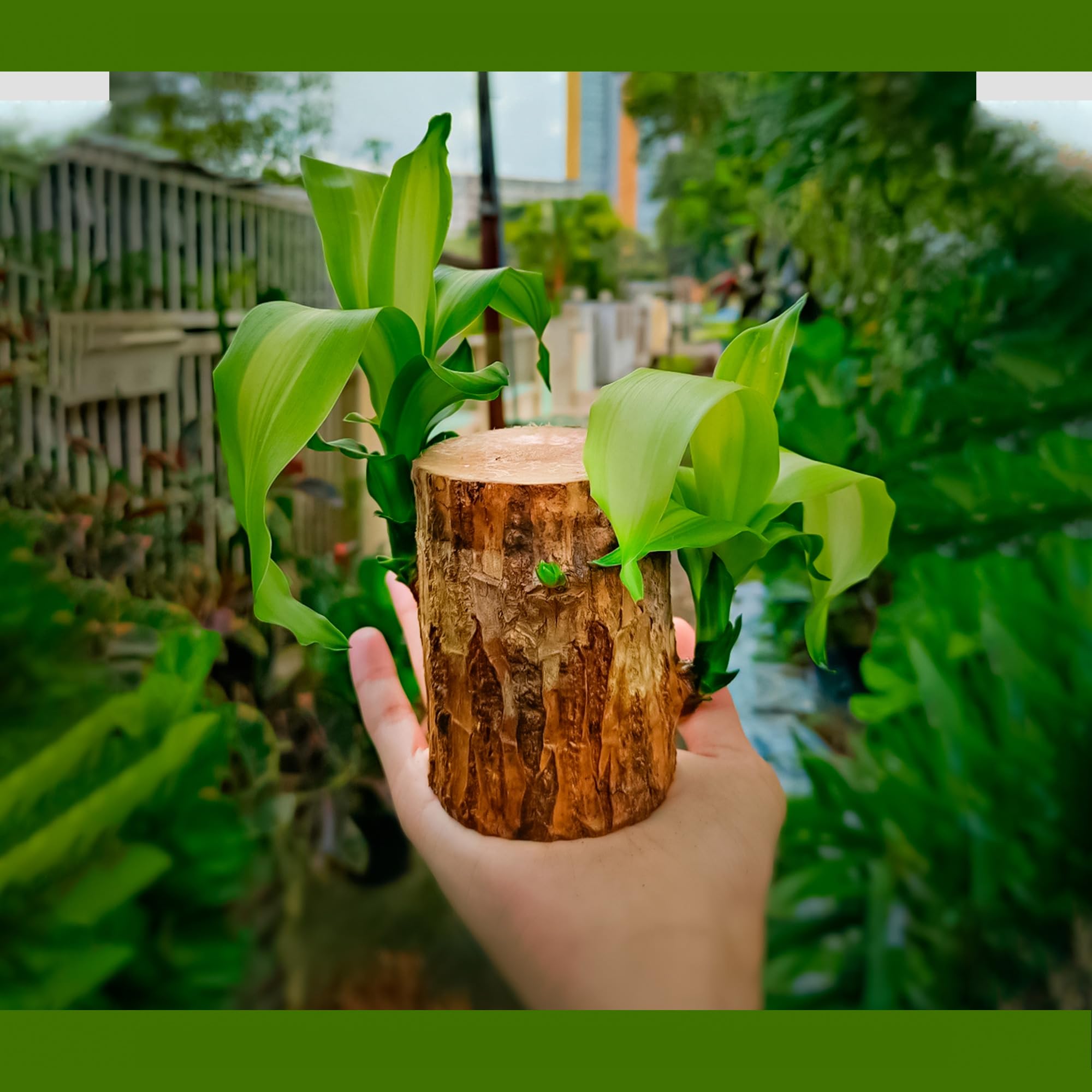 UGALOO Brazilian Lucky Wood Live Plant Pack of 2 Plant Big Size (4 inch to 6 inch) (B0CYQC2QWY) Amazon Price History, Amazon Price Tracker