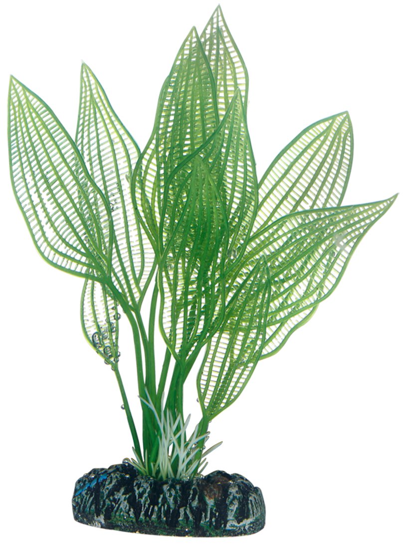 Hobby 51577 Aponogeton, 16 cm