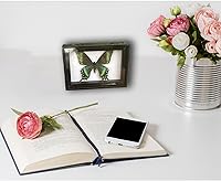 Vista 4 de 2 piezas enmarcadas de mariposa real, espécimenes de mariposa de taxidermia en marco, colección de insectos, decoración de escritorio para el hogar