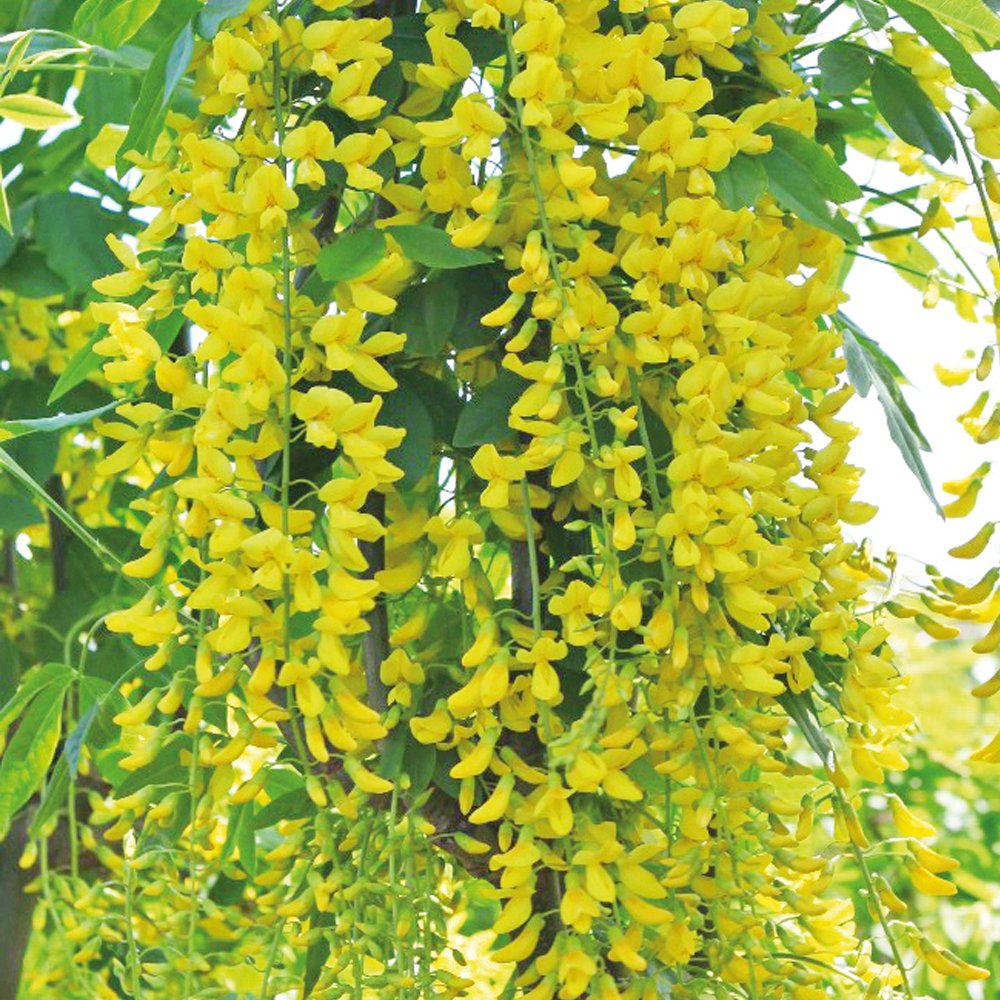 Sponsored Ad – Laburnum anagyroides 3.6 Litre Pot x 1 (Common Laburnum) (Bean Tree) (Golden rain) (Laburnum vulgare)