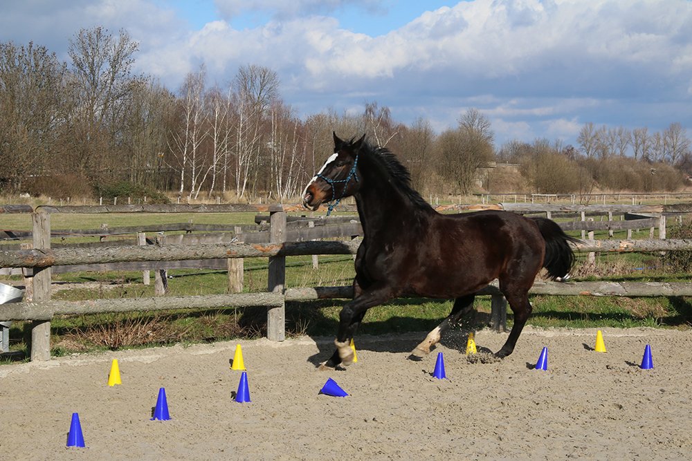 EK Riesenbeck | Nina Houtzager individueel vijfde - Het onafhankelijke paarden(sport)medium