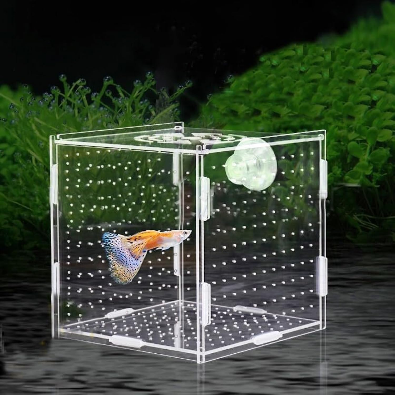 PINVNBY Acrylic Fish Breeding Box - breeding tanks | Mubboo