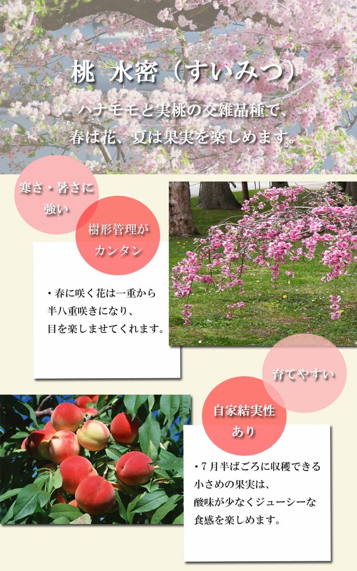 Amazon.co.jp: 果樹苗 花木 桃 水密 すいみつ 13.5cmポット 照手水蜜