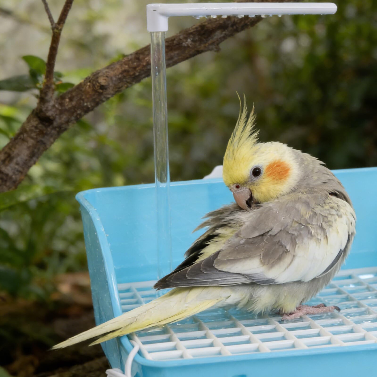 Veemoon Baño para Loros Sistema de Circulación Silencioso, Bañera Colgante de Plástico Azul para Periquitos y Cacatúas, Suministros para Aves, Cuenco Baño Portátil para Jaulas