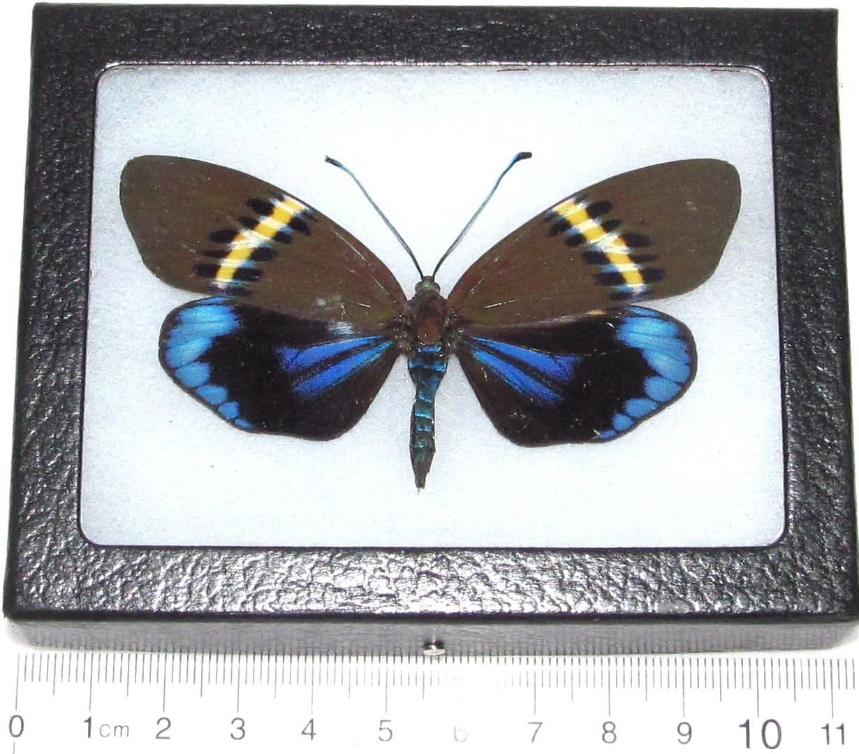 BicBugs Eterusia repleta Recto Real Framed Day Flying Moth Butterfly Blue