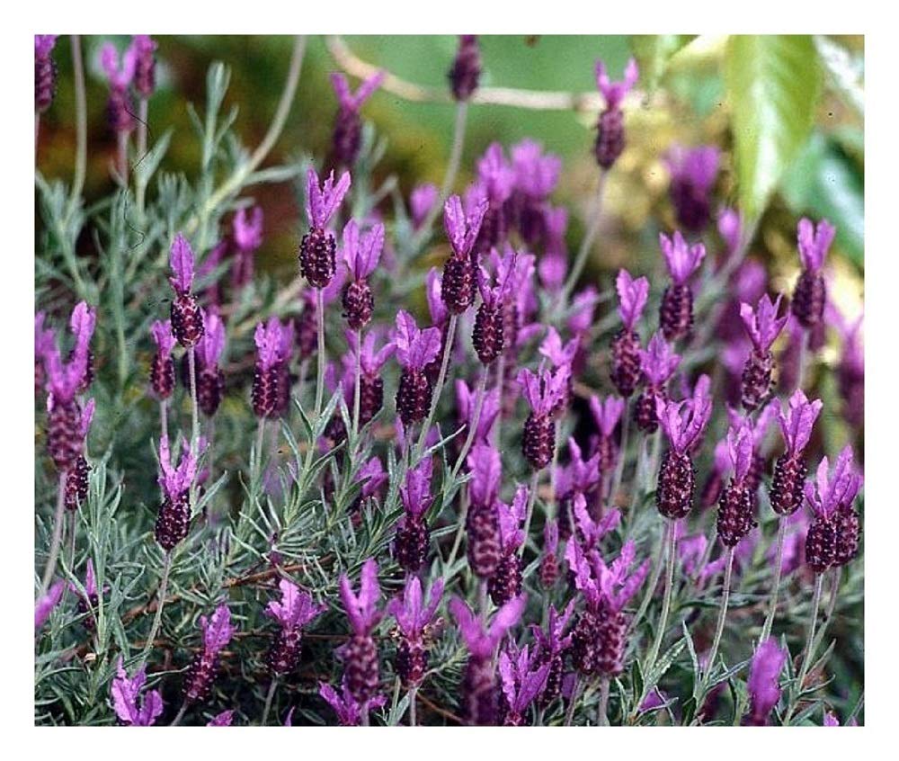 PREMIER SEEDS DIRECT - French Lavender Seeds - Lavendula STOECHAS (1,100 Seeds)