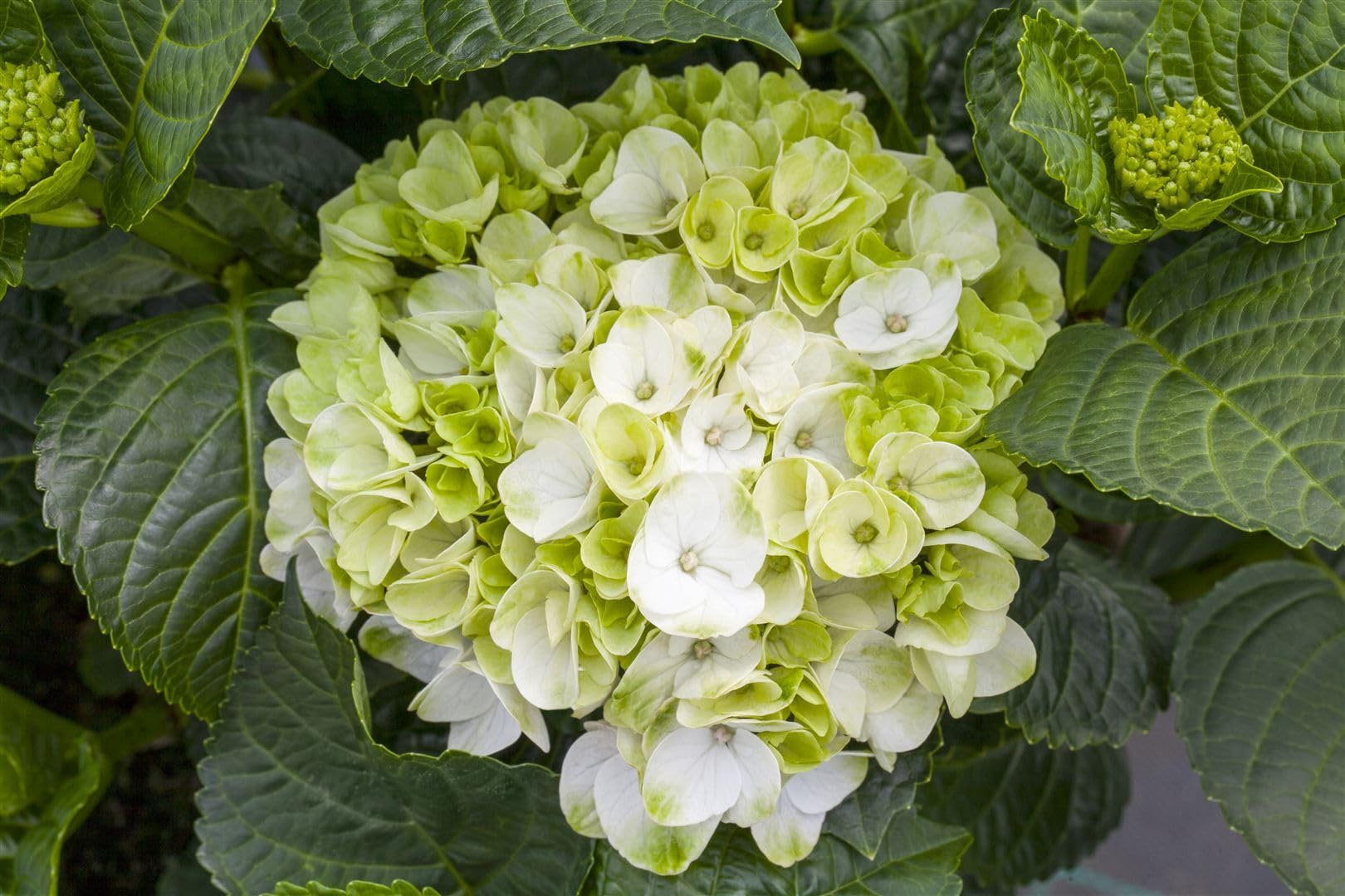 Hortensie Hydrangea macrophylla Hochzeits-Hortensie 30-40 cm winterhart