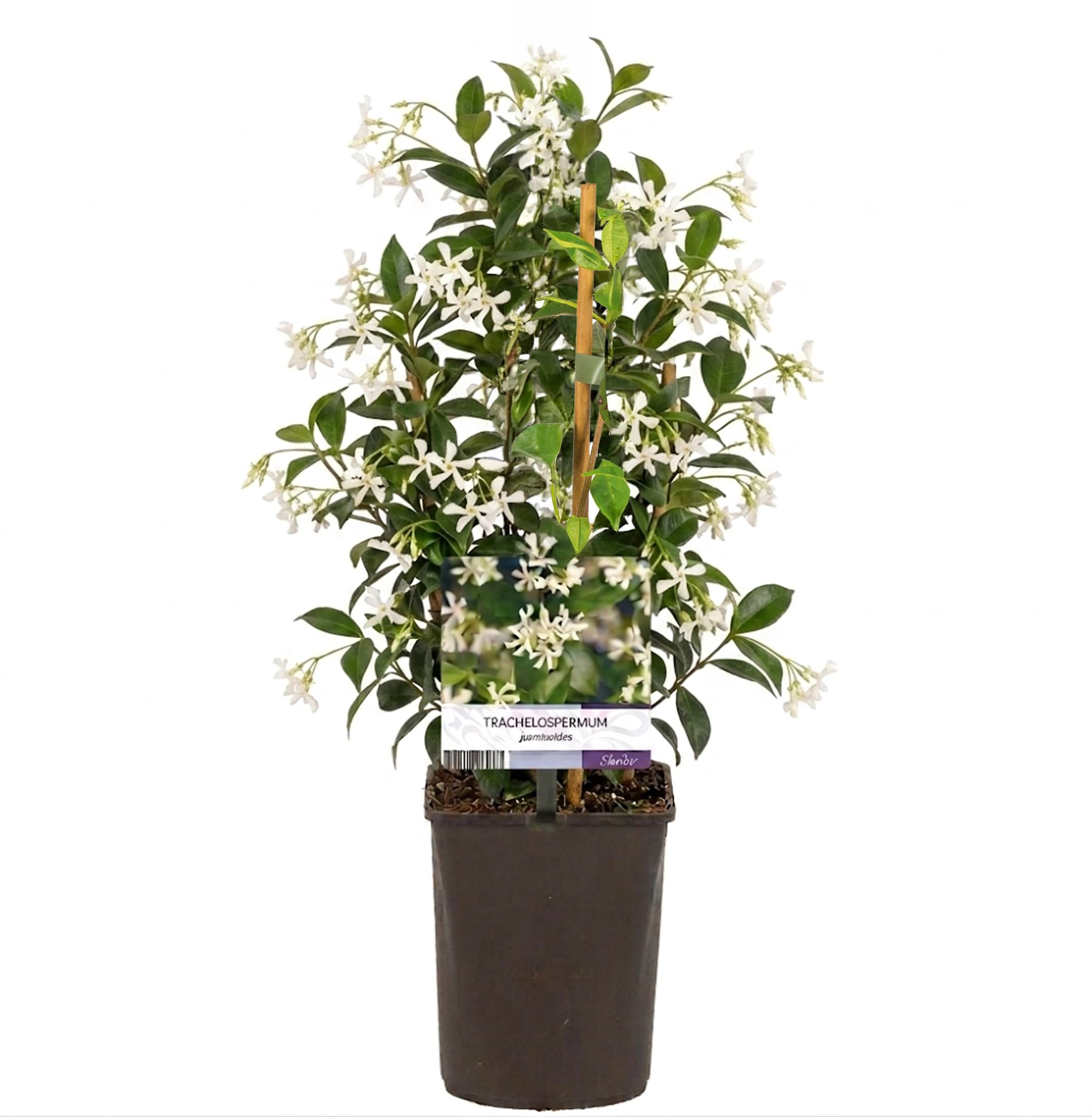 GardenersDream Trachelospermum Jasminoides - Jasmin Étoilé - Plante Grimpante Persistante Résistante au Froid - Plante Extérieur Parfumée