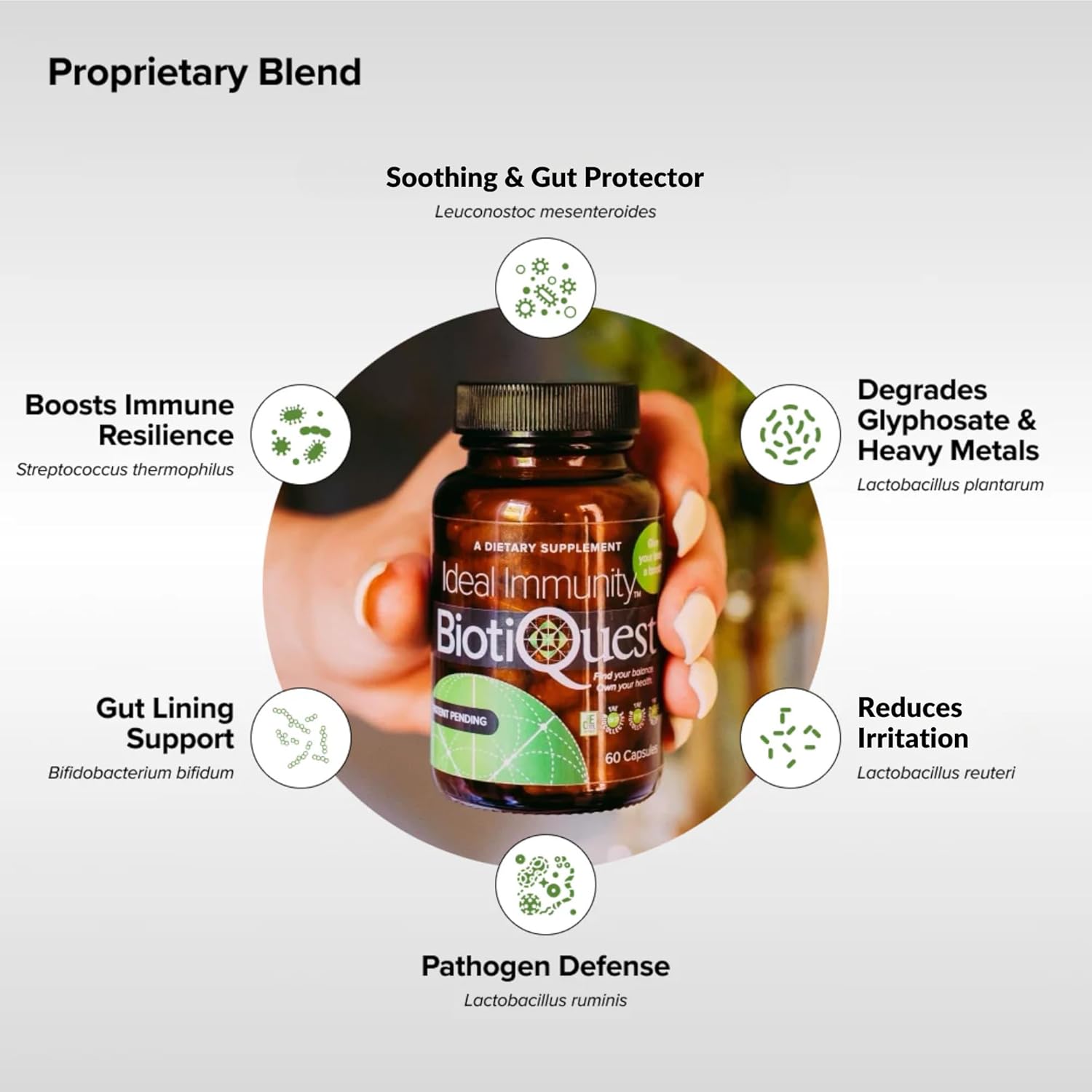 BiotiQuest Ideal Immunity Probiotics to Balance Your Gut and Build Immune System Resilience, 12 Billion CFU, Non-GMO, and Gluten Free, 60 Capsules