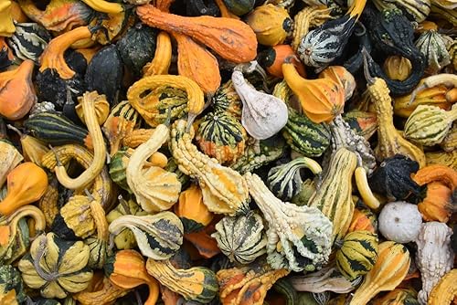 Miniatura 2 de Semillas pequeñas de mezcla de calabazas, más de 25 semillas de reliquia sin OMG de Isla's Garden Seeds, calabazas decorativas únicas, perfectas