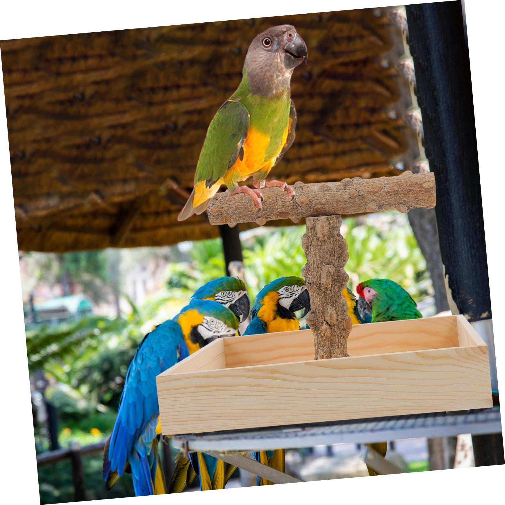 UPKOCH Natürliche Holz Vogel Sitzstange Trainingsständer für Papageien und Wellensittiche Tragbarer T Förmiger Vogelstand für Käfig und Tisch Sicherer Spiel und Übungsplatz für Kleine