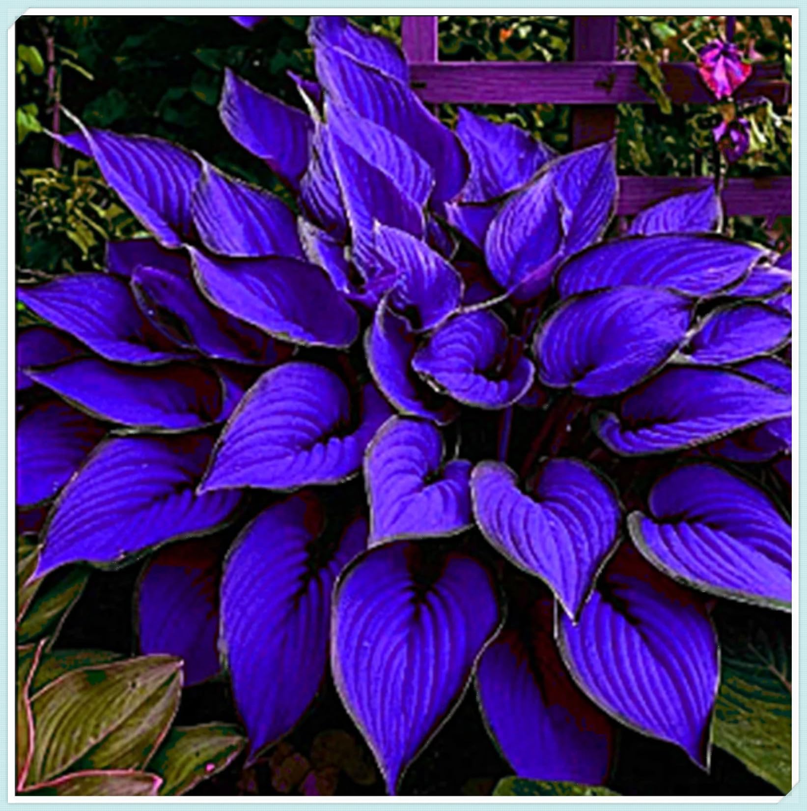 Excellent Hostas Bulbs for Planting Now UK Greening Good for Containers Display Plant Holiday Gifts Natural Organic Easy Planting Ornamental Perennial-15Bulbs-D