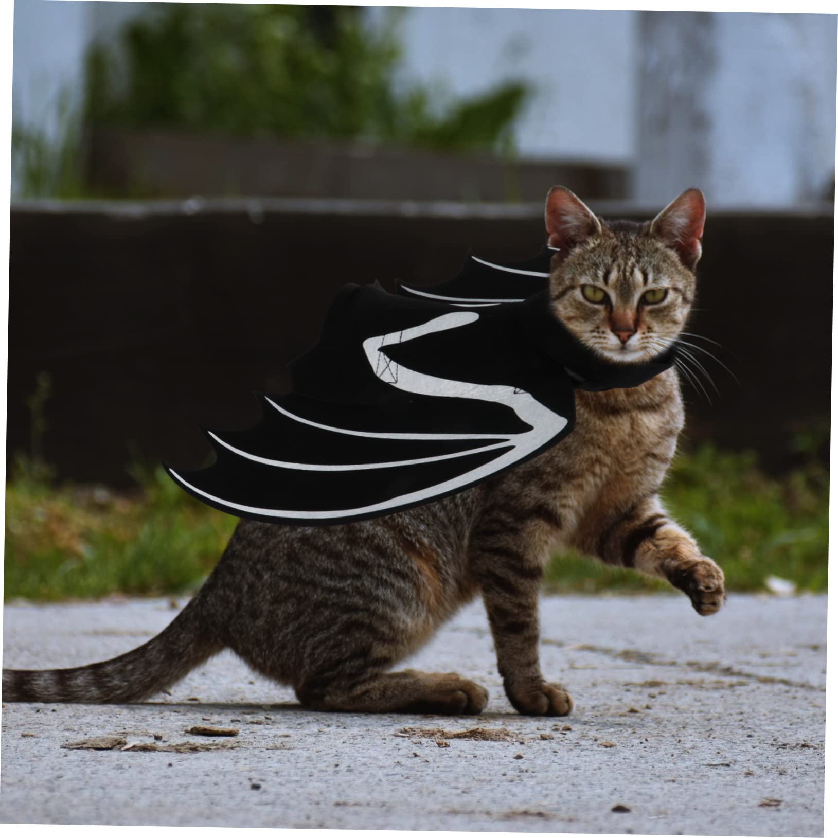 Happyyami 3pezzi Costume Per Animali Domestici Halloween Con Da Pipistrello Luminose Abbigliamento Per Gatti e Cani Pet Supplies Creativi e Confortevoli
