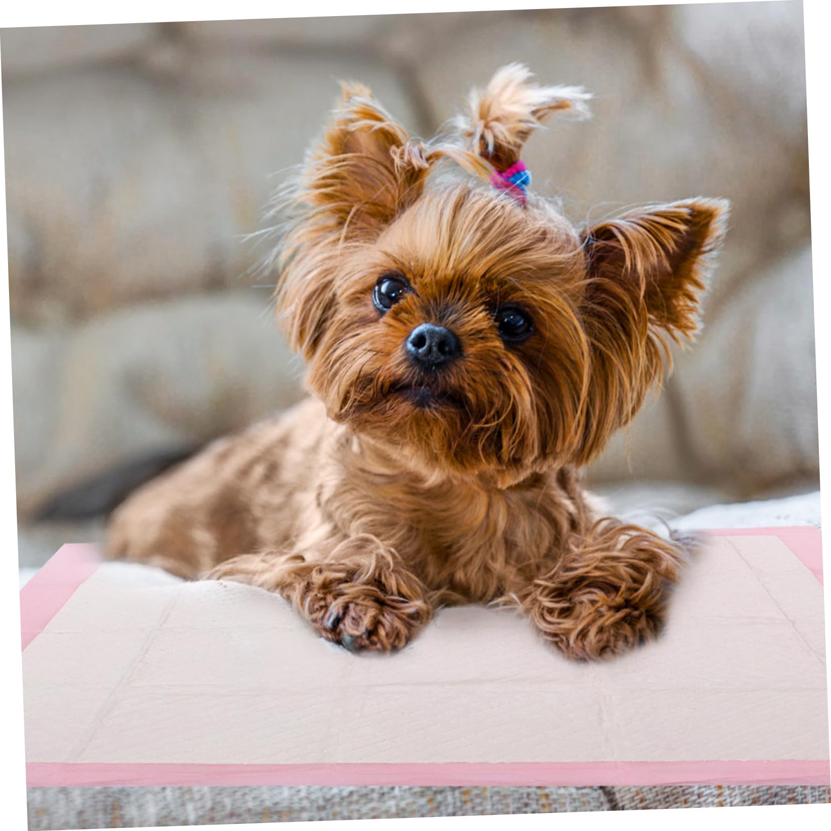 POPETPOP 1paquete Empapadores para Perros Almohadillas Absorbentes para Entrenamiento De Mascotas para Cachorros y Perros Mayores Uso Interior y Exterior