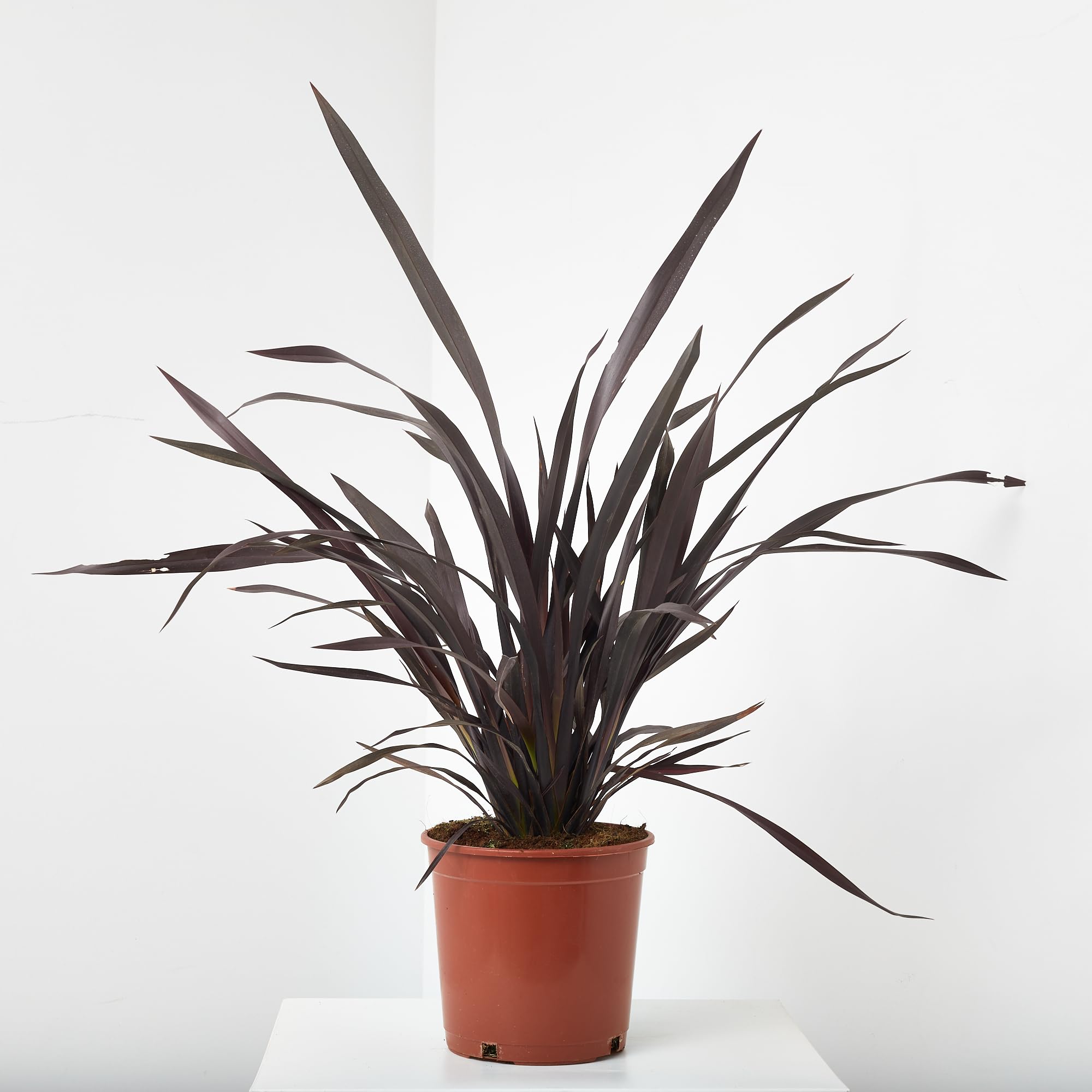 verdecora Phormium en Maceta de 3L | Phormium tenax | Arbusto de Exterior con Follaje Alargado y Resistente | Ideal para Jardines, Bordes y Decoración en Macetas