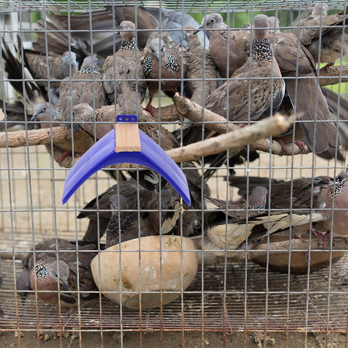 Trespolo per Uccelli e Posatoio per Piccioni in Legno e Pp, Set da 10 Pezzi, Supporto per Gabbie, Accessorio Sicuro per Pappagalli, per Gioco e Svago degli Uccelli Domestici