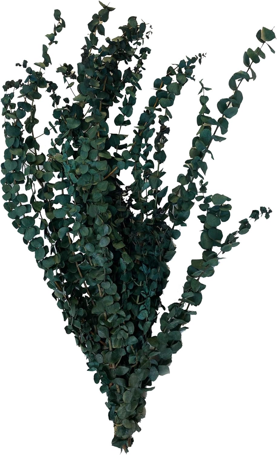 CalCastle Craft Natural Dried Preserved Eucalyptus Branches Large 30" Tall Bulk 1 LB / 8 OZ (Washed Green - 16 oz)